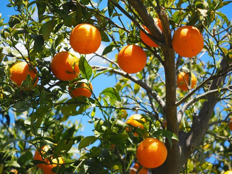 narandže na drvetu